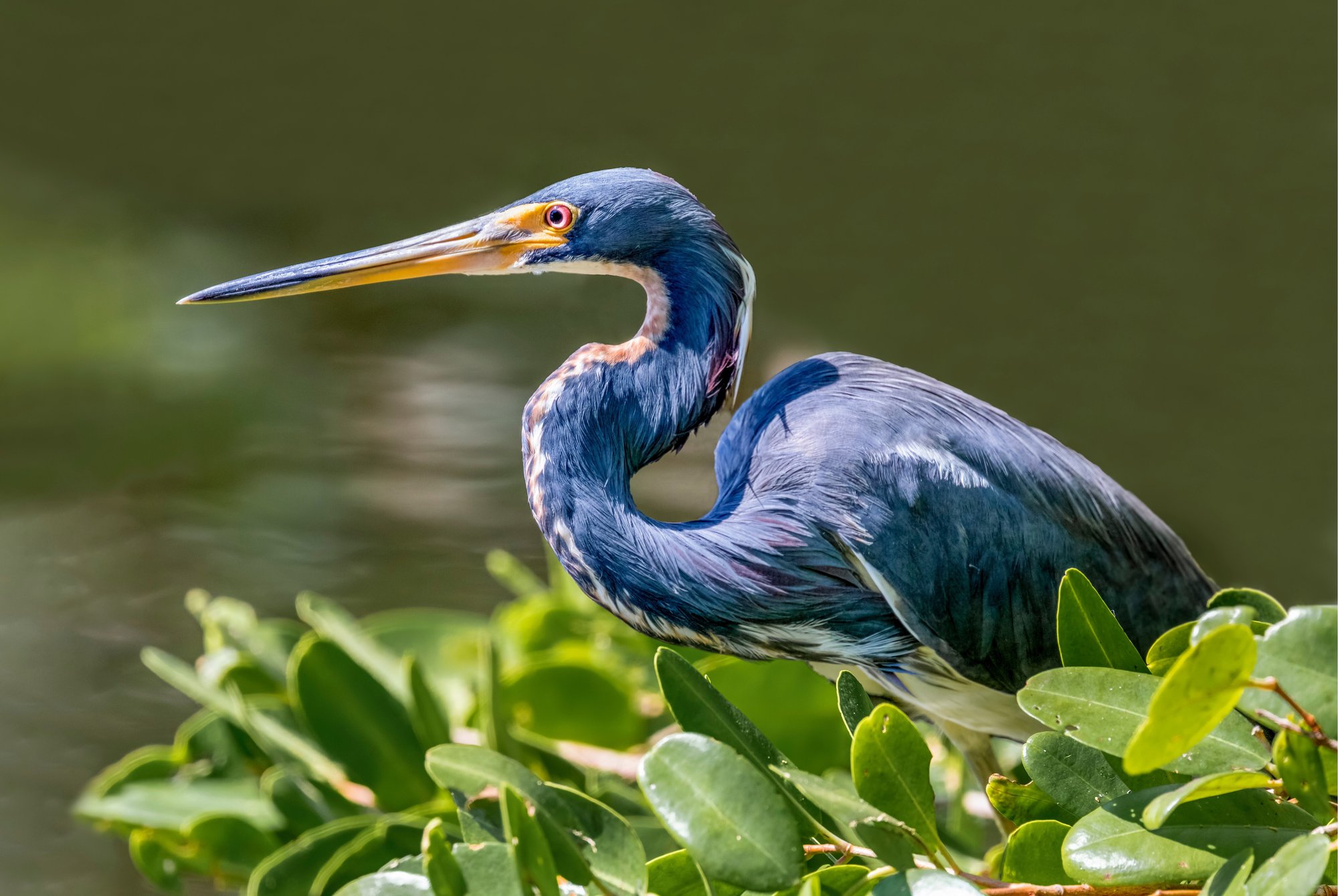 Shutterstock Blue Heron 3X2