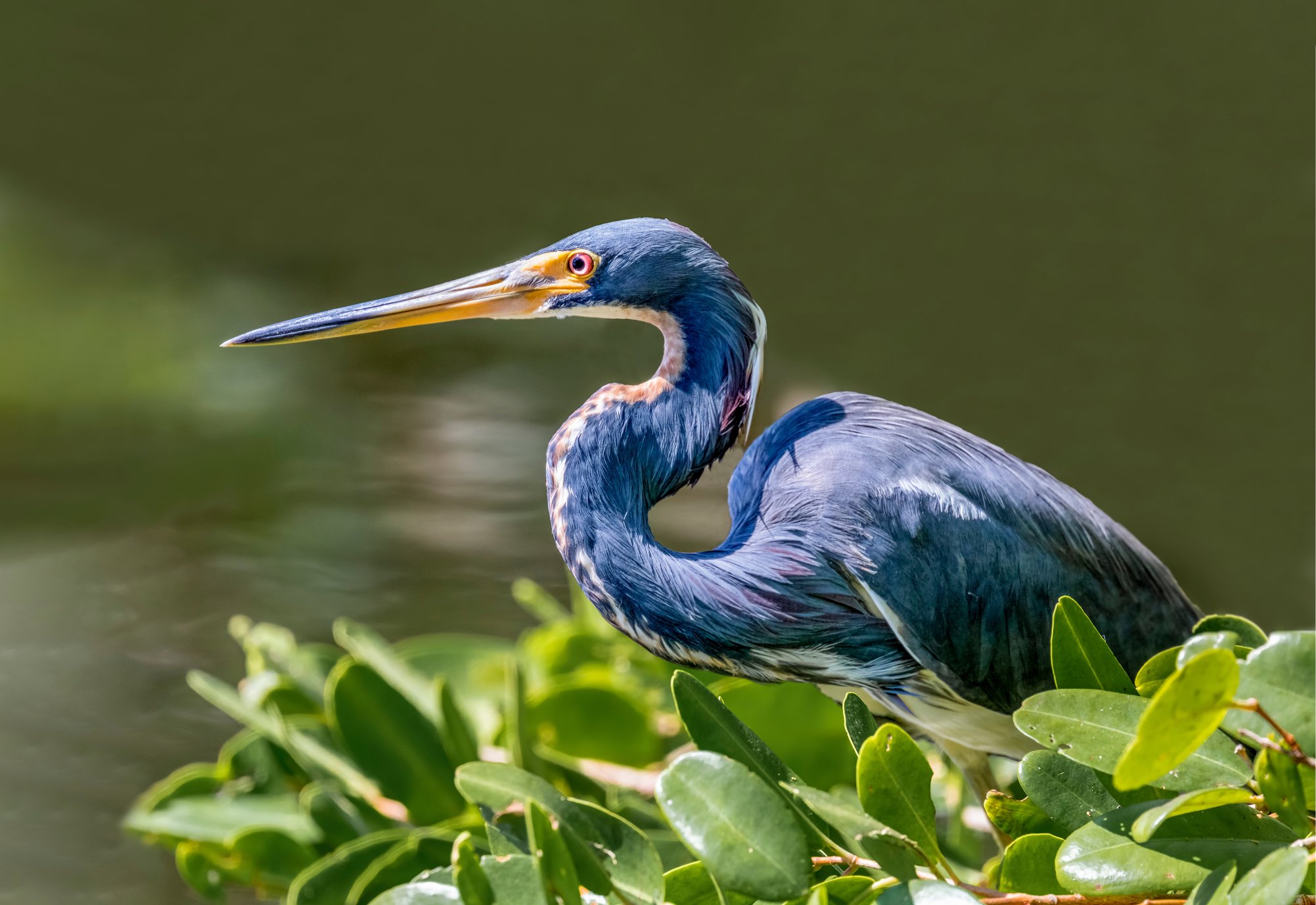 Shutterstock Blue Heron