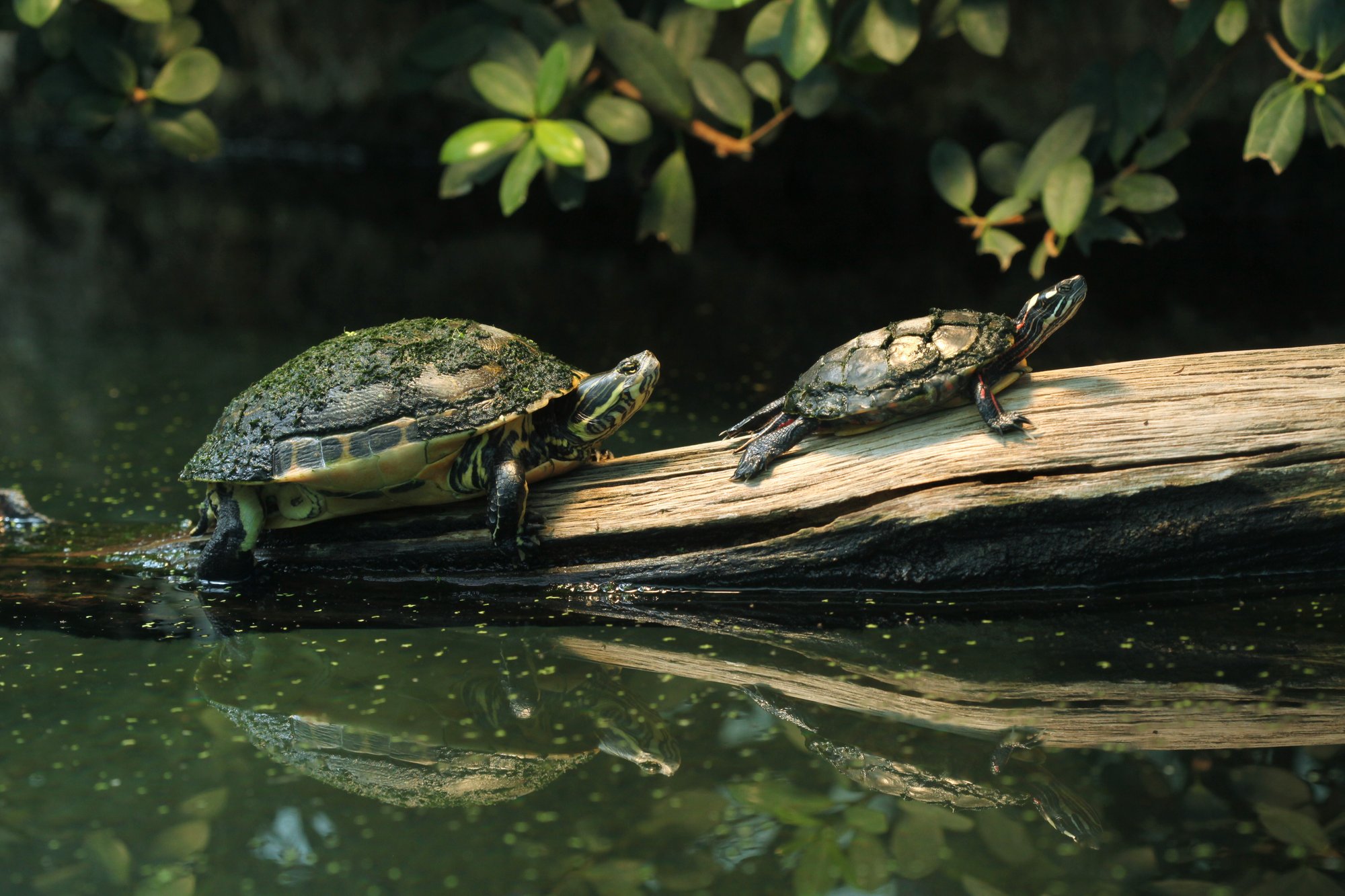 Shutterstock Turtles